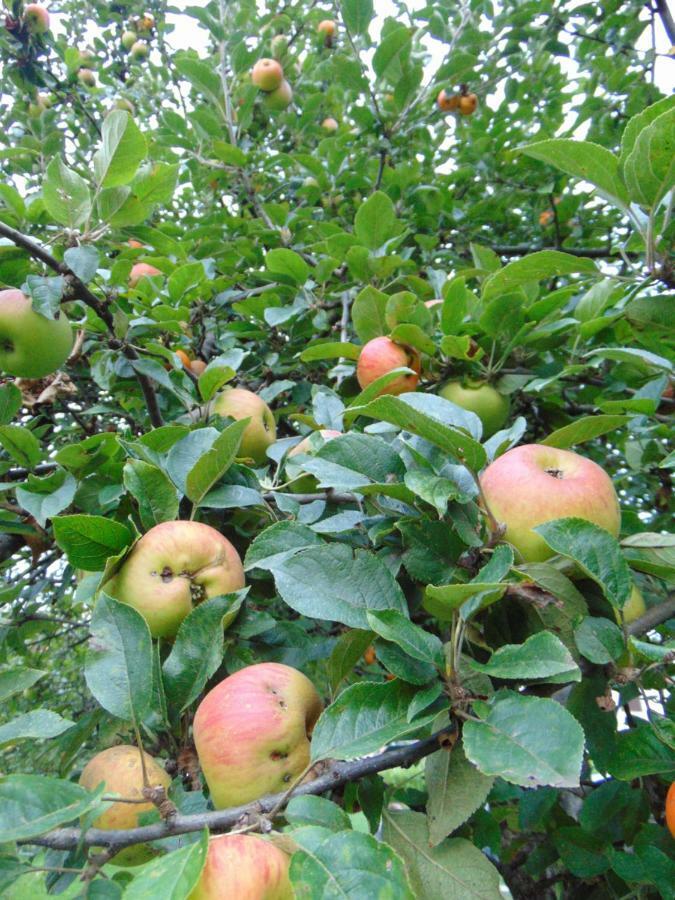 Apple House Villa Cetinje Esterno foto